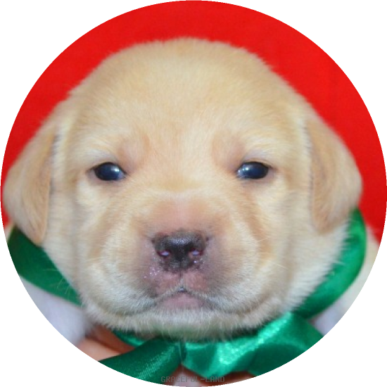 男の子(緑 母犬クリオ)(A child of マナスル & ) 男の子(緑 母犬クリオ)